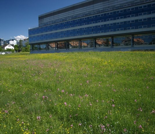 Bunte Wiesen (hier bei Empa, der eidgenössischen Materialprüfungs- und Forschungsanstalt) bieten Insekten Schutz und Nahrung. Bild: Sven Schulz